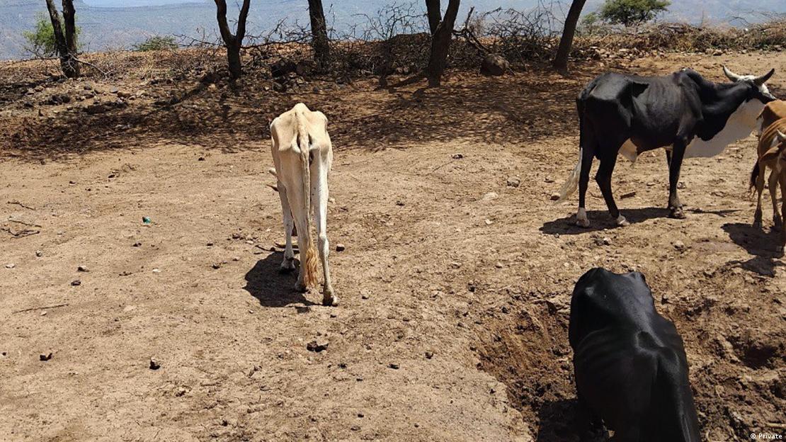 በዋግኽምራ ዞን በድርቅ ምክንያት ከ4 ሺህ በላይ ነዋሪዎች ተሰደዱ