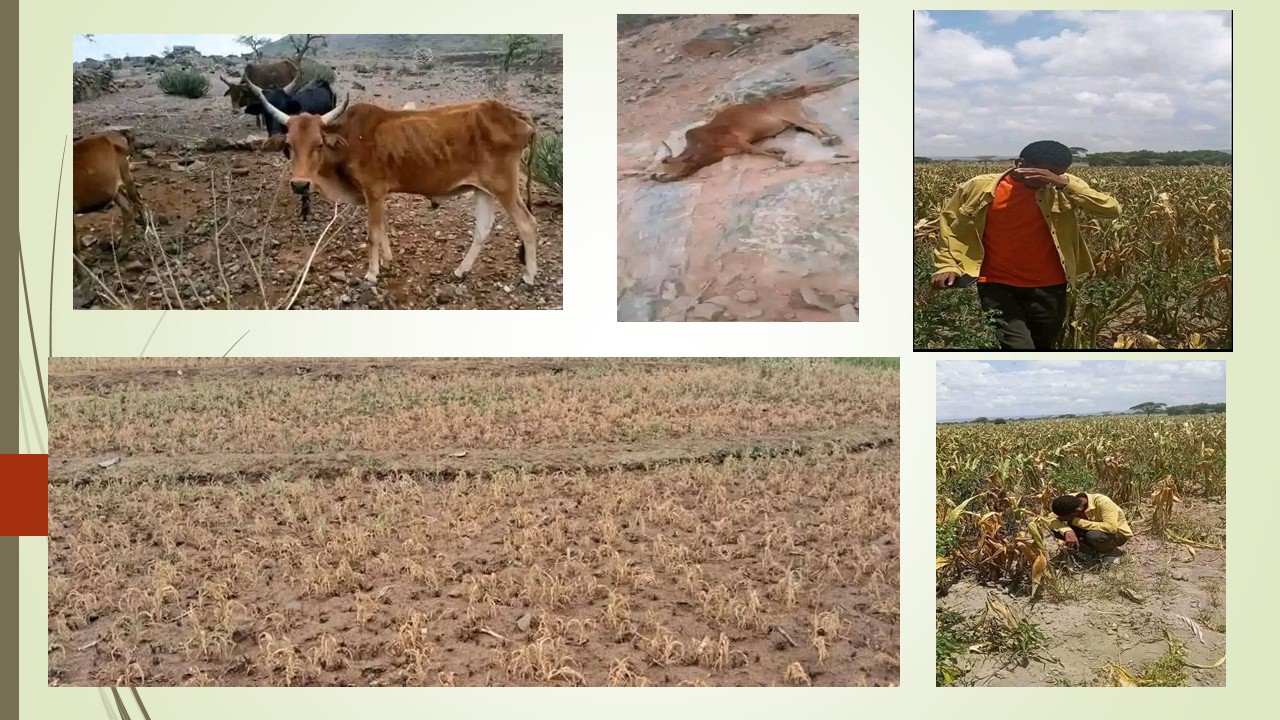 ድርቅ በአማራ ክልል